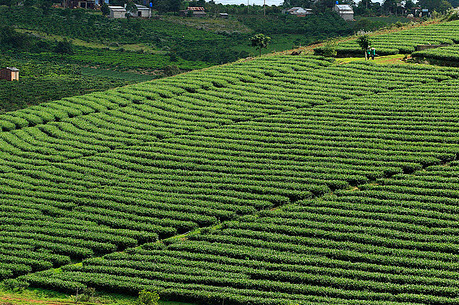 Tân Cương phát triển cây chè